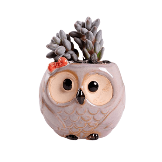 Owl Style 2 Succulent Planter Pot-0